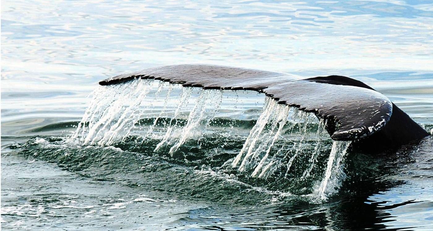 Whale Watching