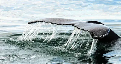 Whale Watching
